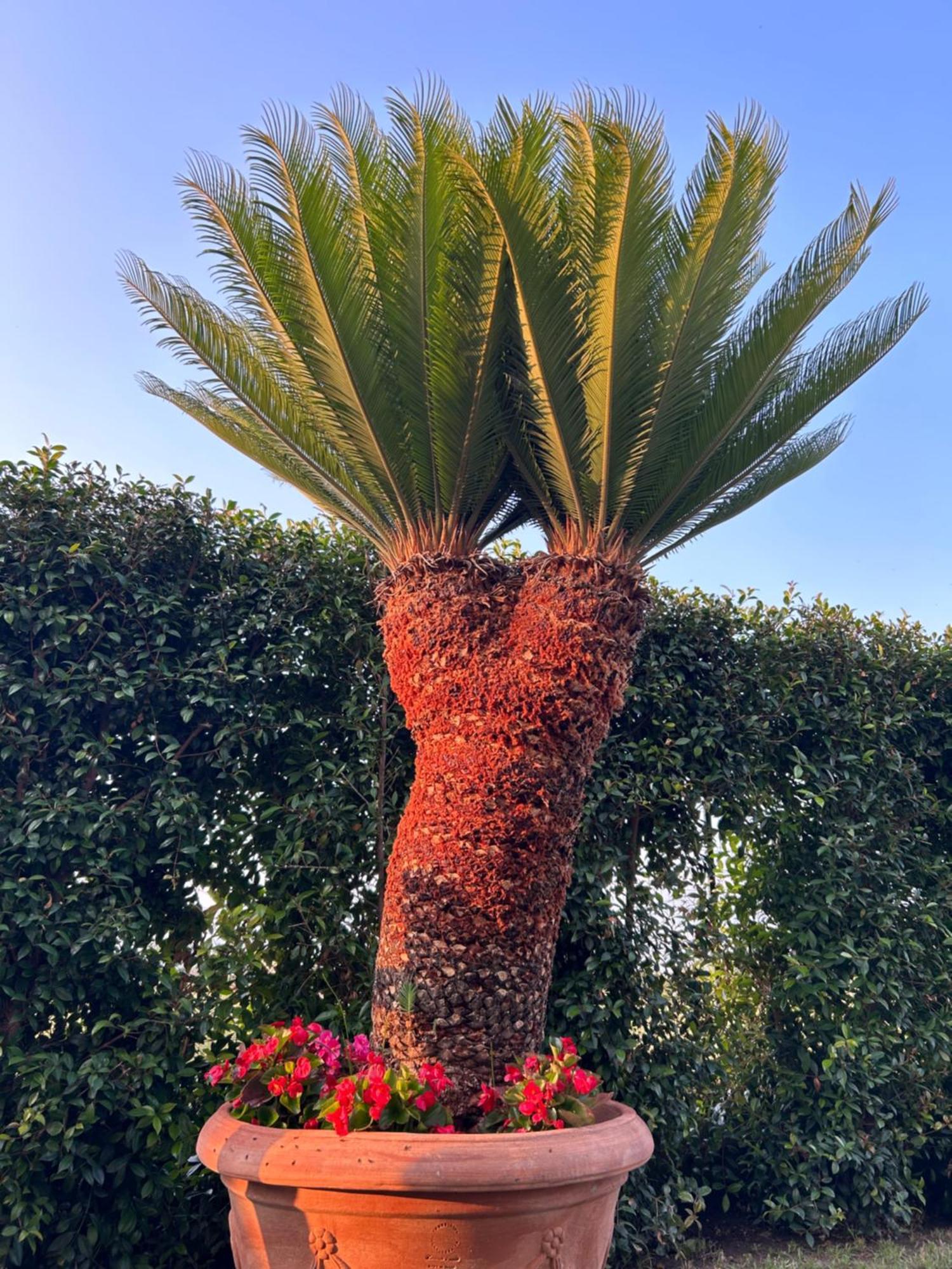 Apartmán Alto Giardino Zambrone Exteriér fotografie