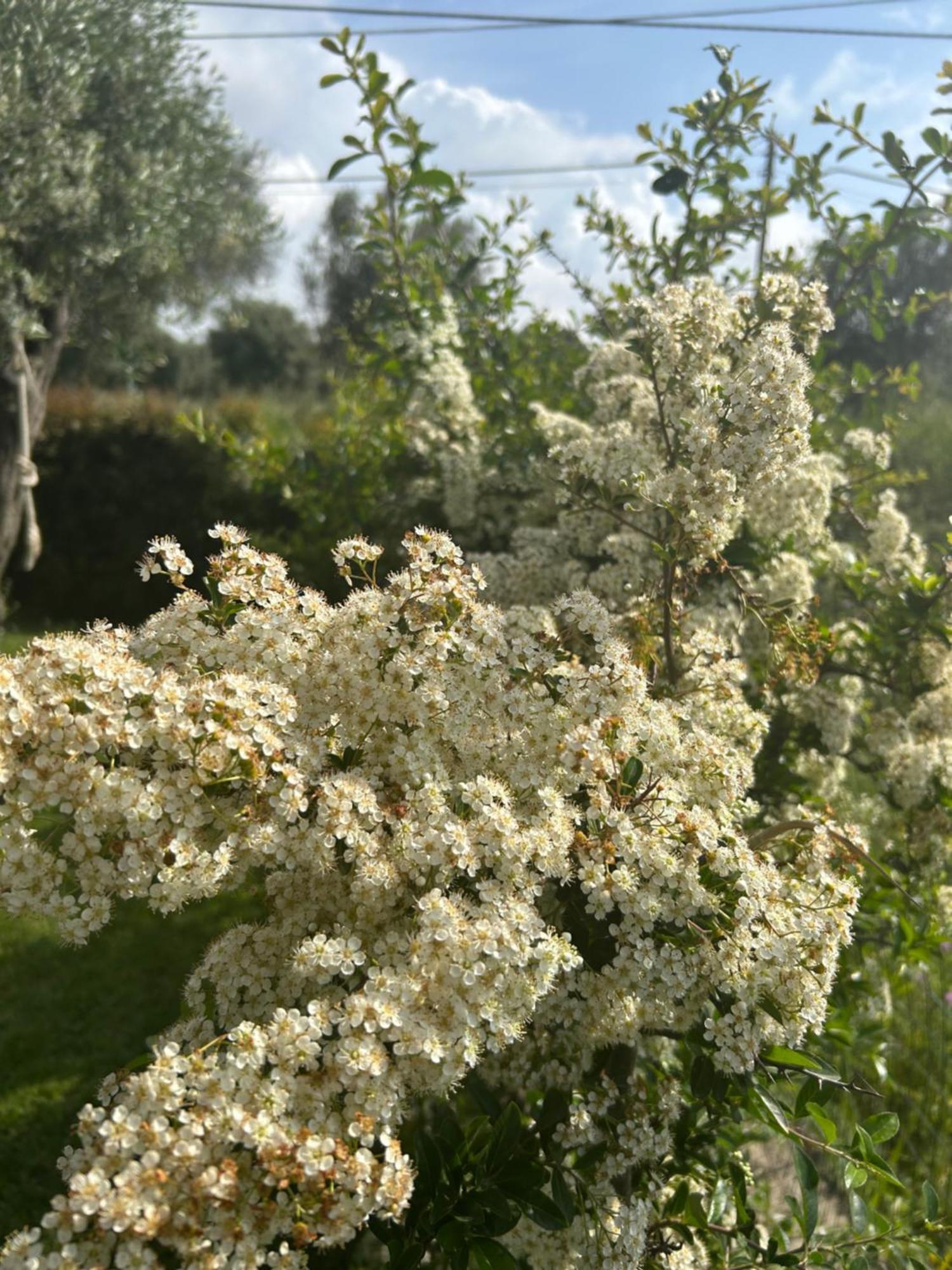 Apartmán Alto Giardino Zambrone Exteriér fotografie