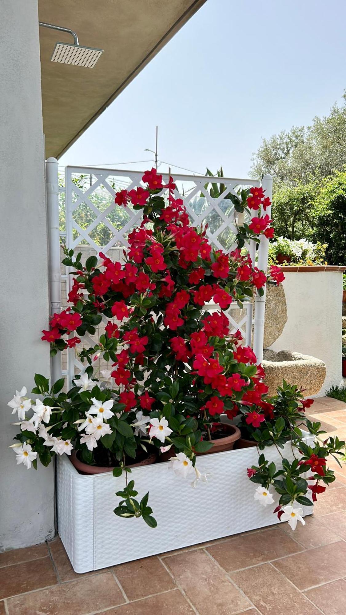 Apartmán Alto Giardino Zambrone Exteriér fotografie